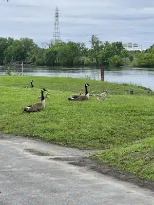 Great River Park