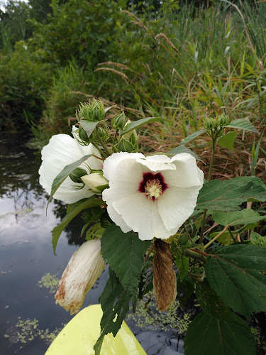 Hockanum River Linear Park