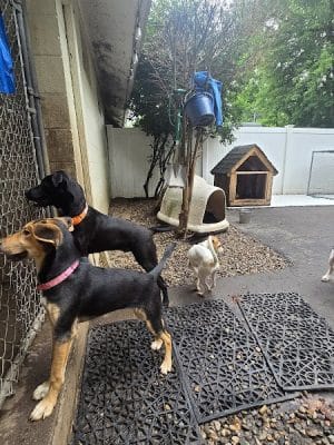 Pack Leaders Rescue of CT