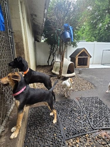 Pack Leaders Rescue of CT
