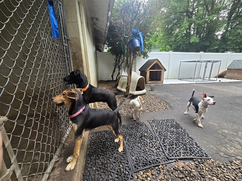 Pack Leaders Rescue of CT - East Hartford, CT