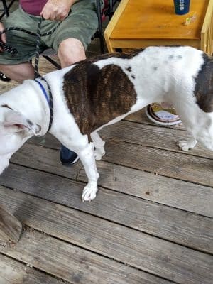 Pack Leaders Rescue of CT