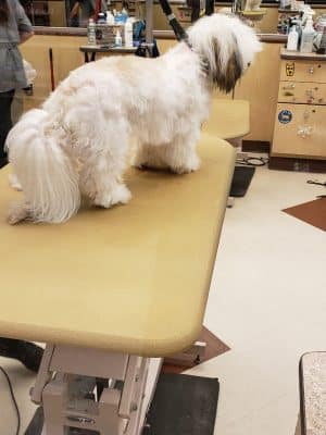 PetSmart