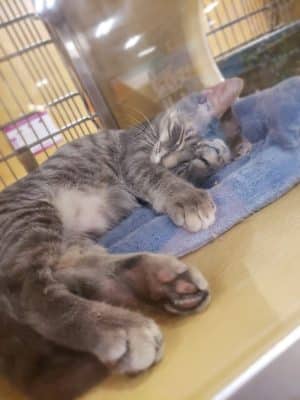 PetSmart