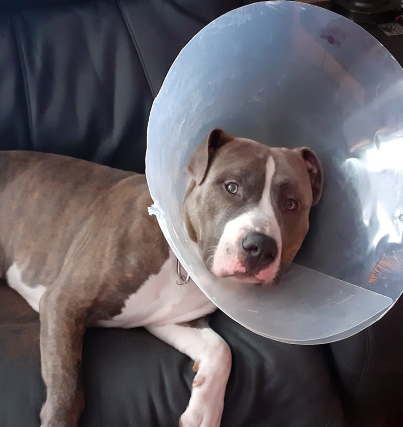 POA Spay - East Hartford, CT