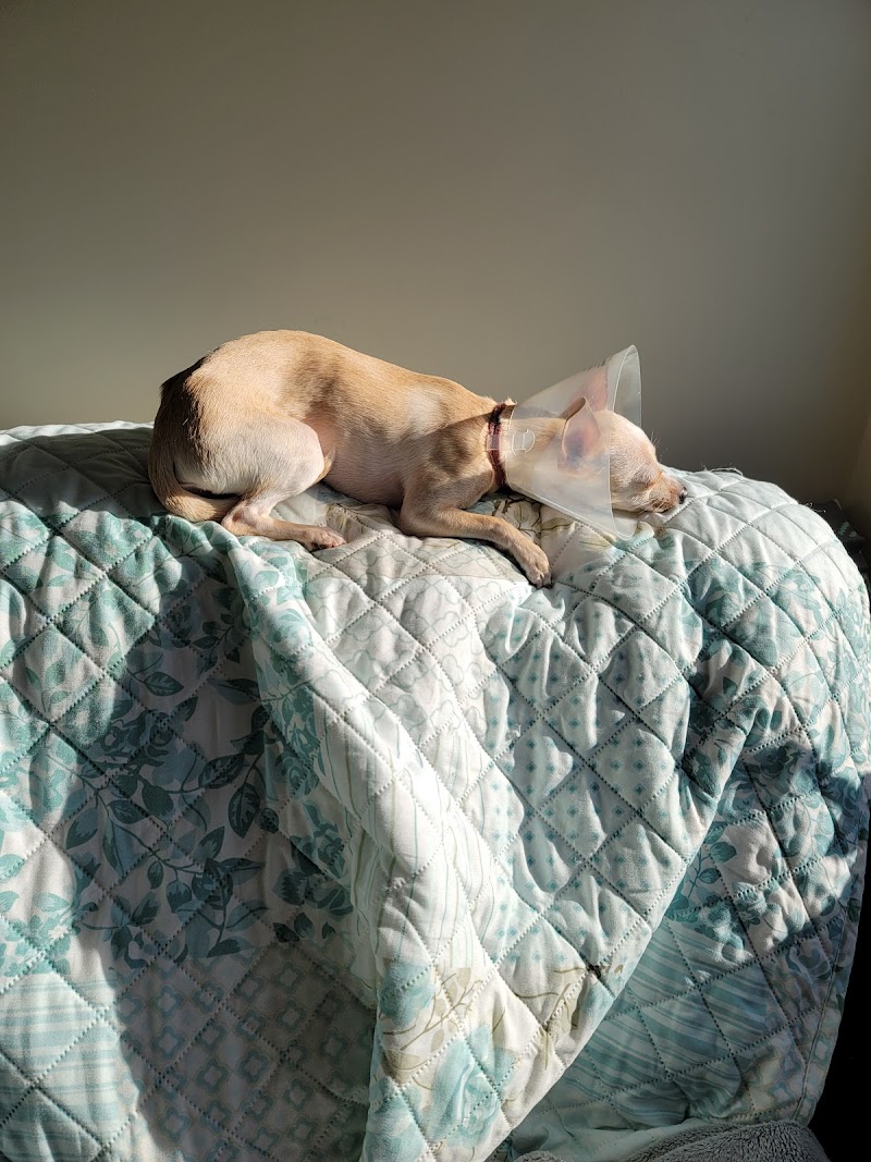 POA Spay - East Hartford, CT