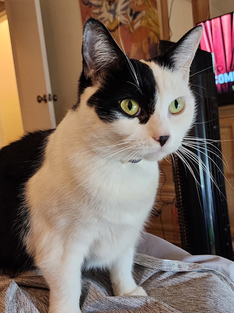 POA Spay - East Hartford, CT