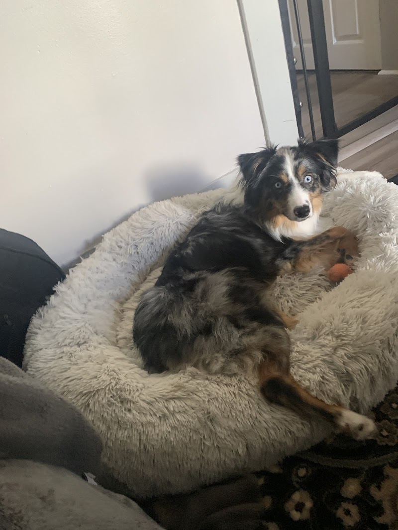 POA Spay - East Hartford, CT