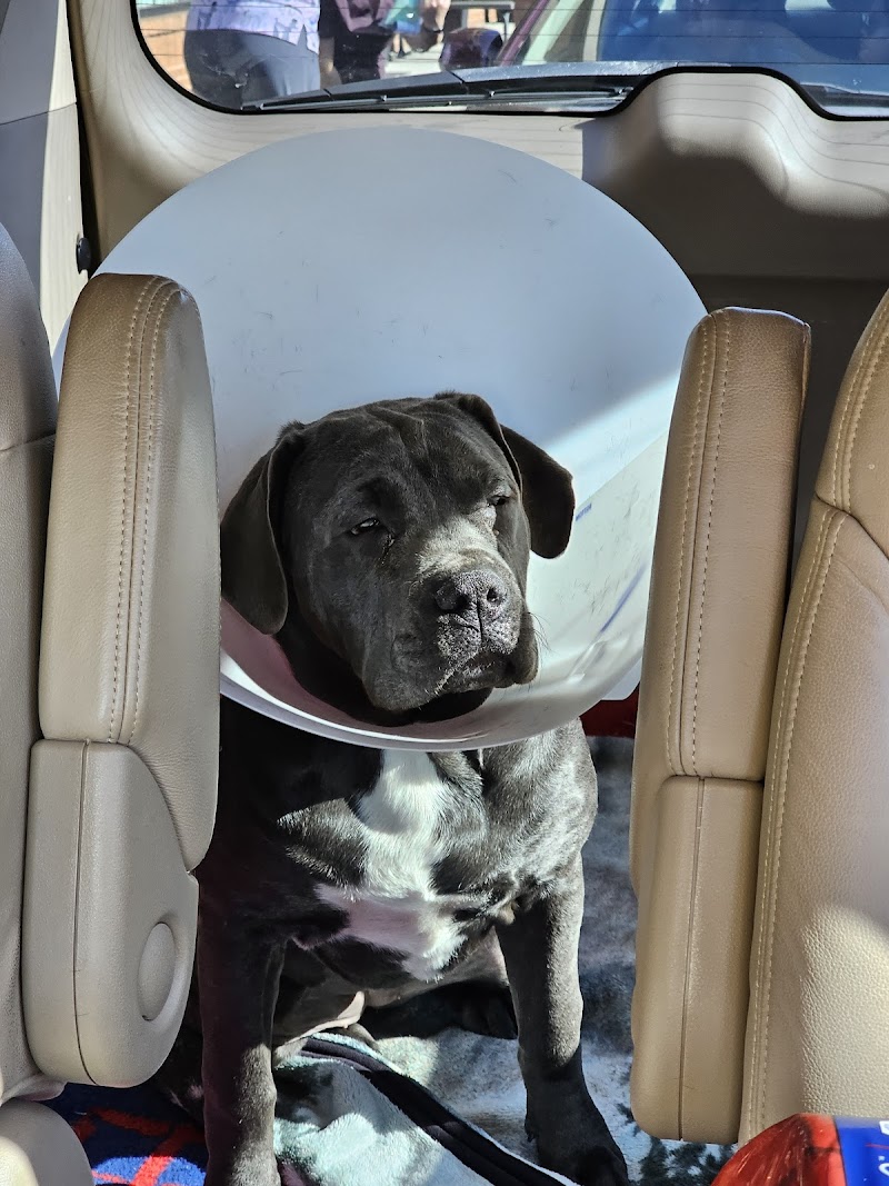 POA Spay - East Hartford, CT