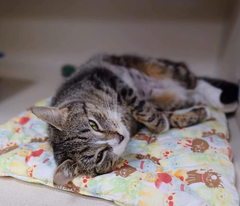 Protectors of Animals - East Hartford, CT