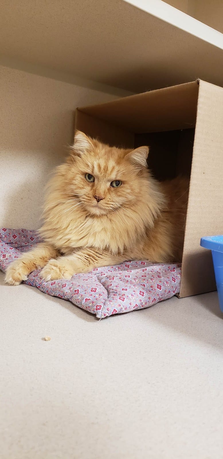 Protectors of Animals - East Hartford, CT