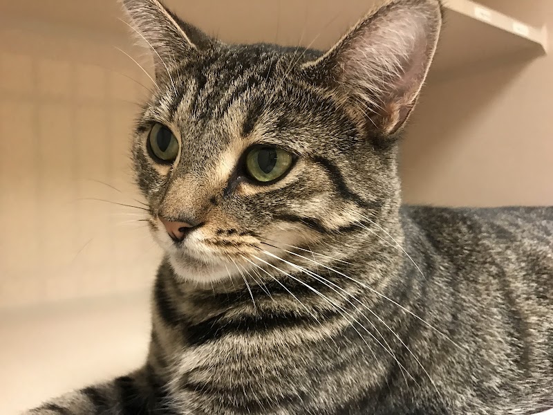 Protectors of Animals - East Hartford, CT