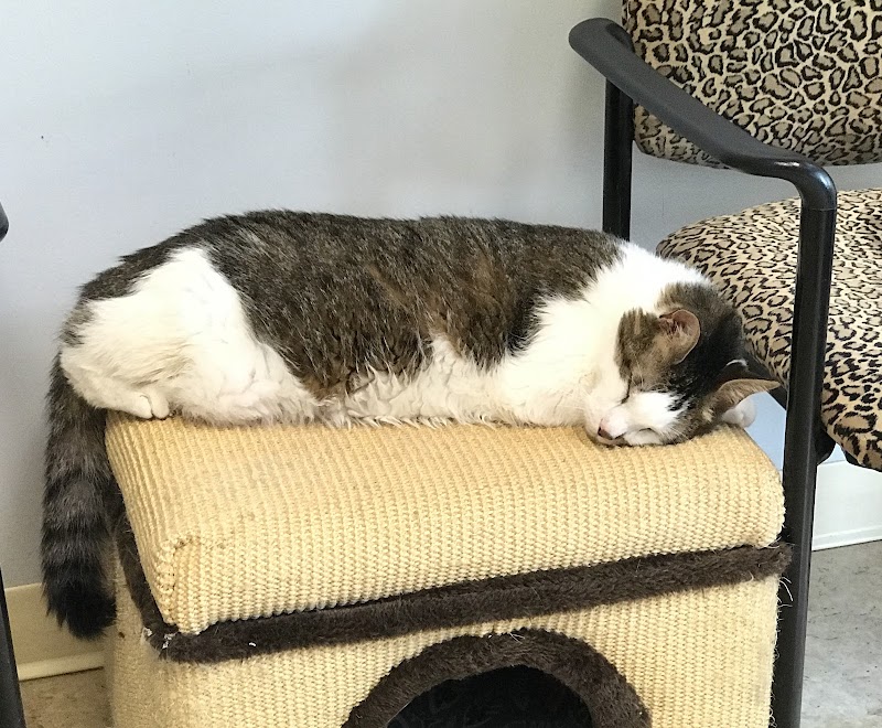 Protectors of Animals - East Hartford, CT