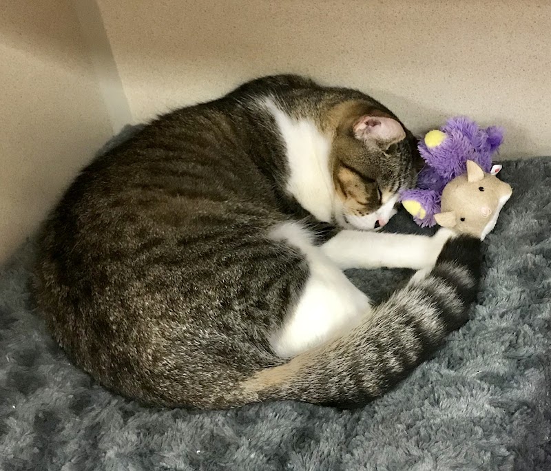 Protectors of Animals - East Hartford, CT
