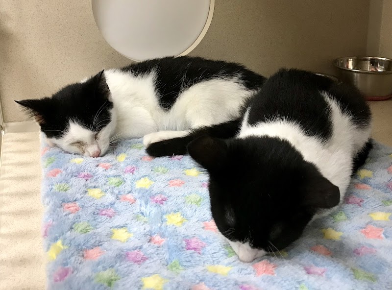 Protectors of Animals - East Hartford, CT