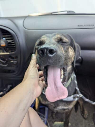 Pack Leaders Rescue of CT - East Hartford, CT
