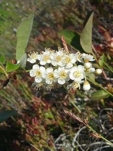 East Machias
