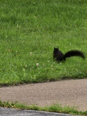 Wiman Park