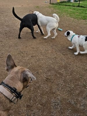 East Ridge Dog Park