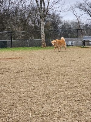East Ridge Dog Park