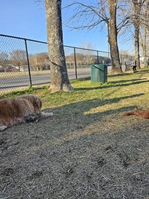 East Ridge Dog Park