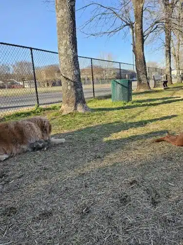 East Ridge Dog Park