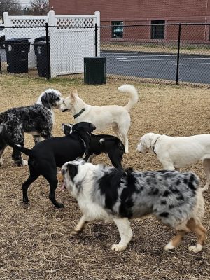 East Ridge Dog Park