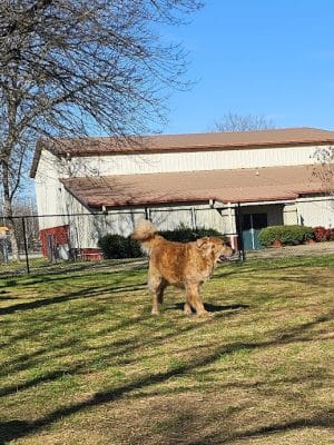 East Ridge Dog Park