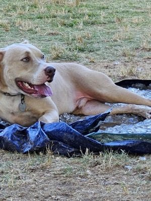 East Ridge Dog Park