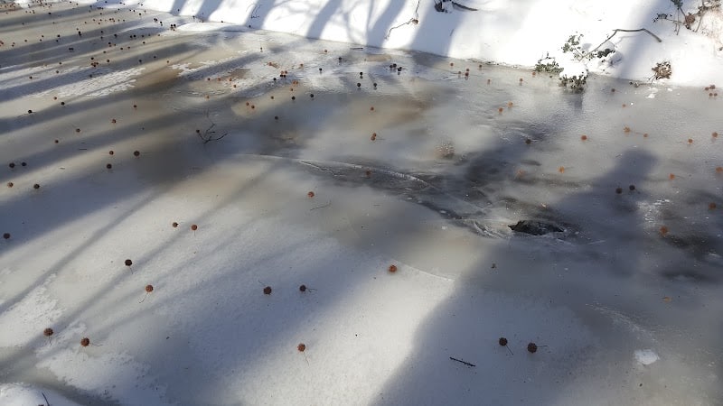 Bear Brook - East Windsor, NJ