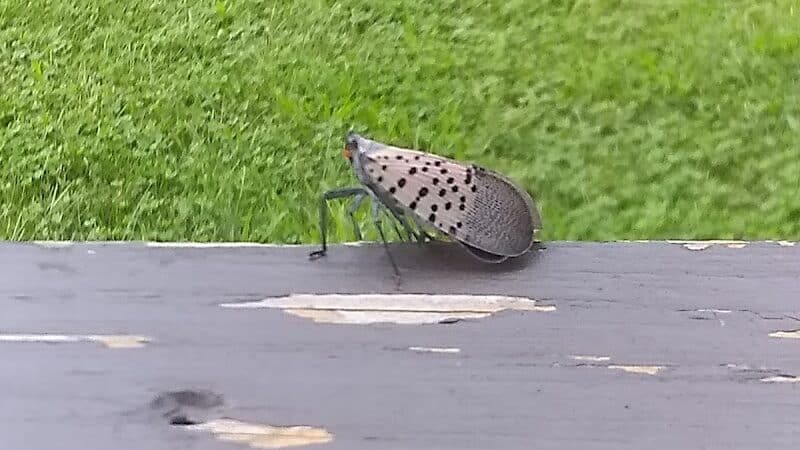 Woods Road Community Park - East Windsor, NJ