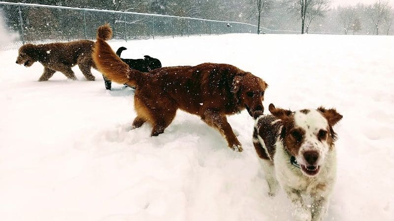 Otter Creek Off-Leash Dog Park - Eau Claire, WI