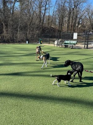 Brent Leh Dog Park - Edwardsville, IL