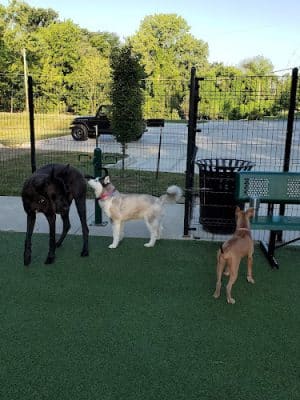Brent Leh Dog Park - Edwardsville, IL