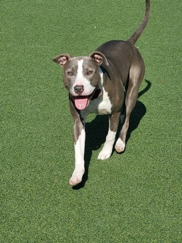 Brent Leh Dog Park