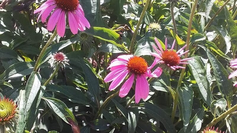 Bliss Park - Effingham, IL