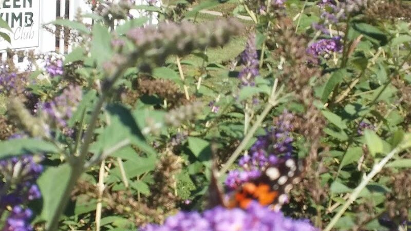 Bliss Park - Effingham, IL
