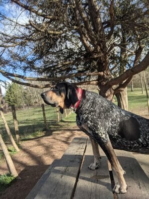 Mingo Creek Dog Park