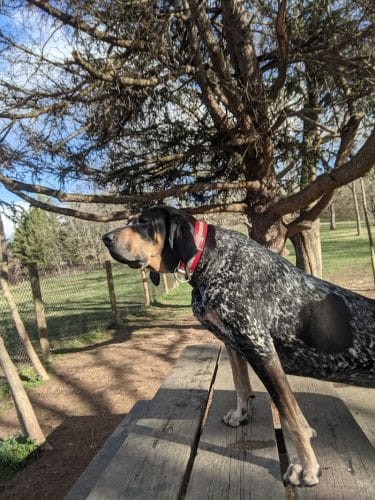 Mingo Creek Dog Park