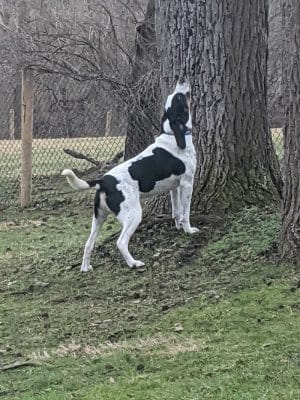 Mingo Creek Dog Park