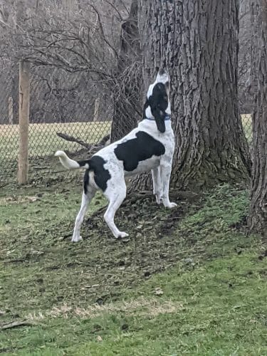 Mingo Creek Dog Park