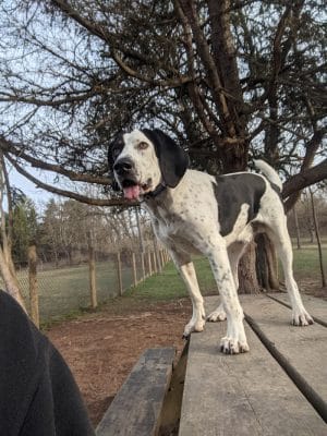 Mingo Creek Dog Park