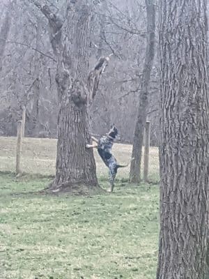 Mingo Creek Dog Park