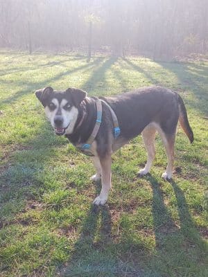 Mingo Creek Dog Park