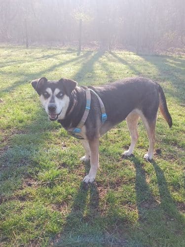 Mingo Creek Dog Park