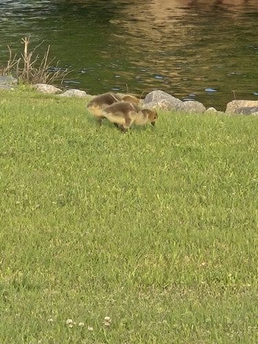 Coast Guard Park - Elizabeth City, NC