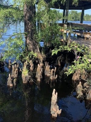 Fenwick-Hollowell Wetlands Trail