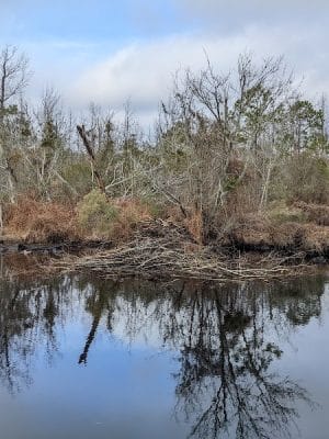 Fenwick-Hollowell Wetlands Trail