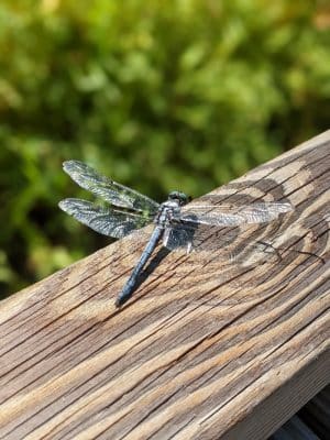 Fenwick-Hollowell Wetlands Trail