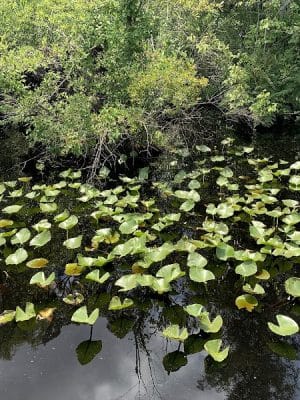 Fenwick-Hollowell Wetlands Trail